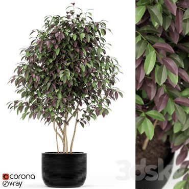 مدل سه بعدی گل آپارتمانی 825