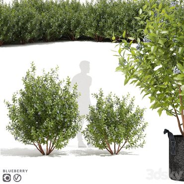 مدل سه بعدی گل فضای باز 279