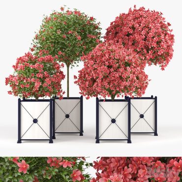 مدل سه بعدی گل فضای باز 305