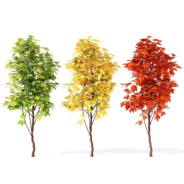 مدل سه بعدی درخت 275