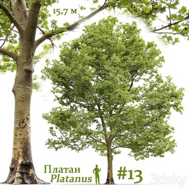 مدل سه بعدی درخت 279