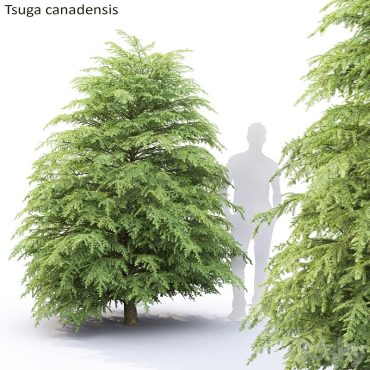مدل سه بعدی درخت 296