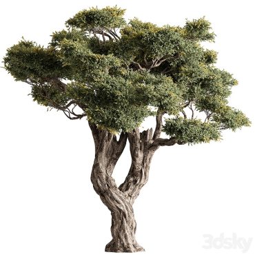مدل سه بعدی درخت 310