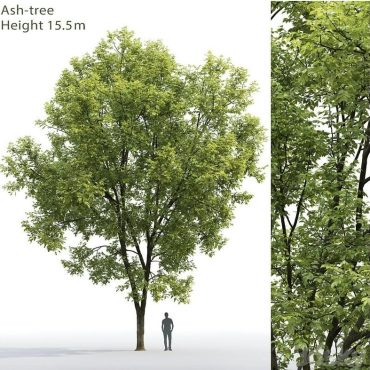 مدل سه بعدی درخت 311