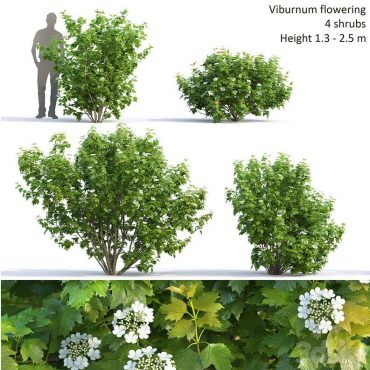 مدل سه بعدی درخت 306