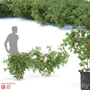 مدل سه بعدی گل فضای باز 370