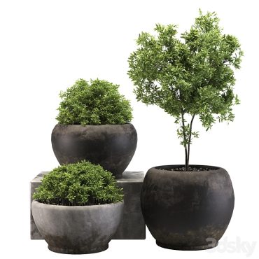 مدل سه بعدی گل و گلدان آپارتمانی 978