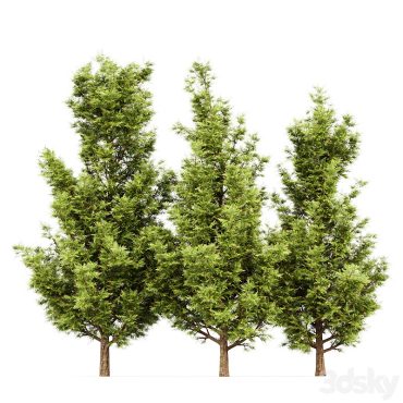 مدل سه بعدی درخت 316