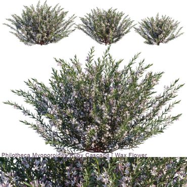 مدل سه بعدی گل فضای باز 375