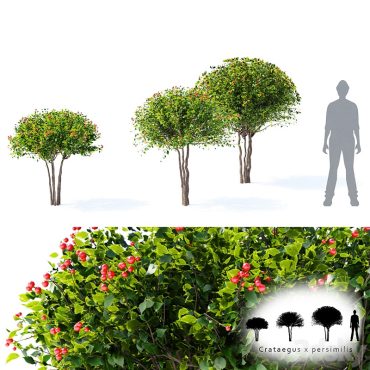 مدل سه بعدی درخت 328