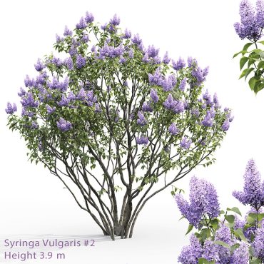 مدل سه بعدی گل فضای باز 394