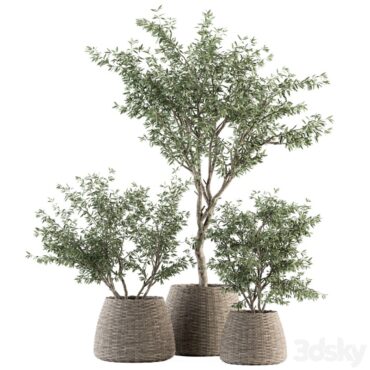 مدل سه بعدی گل و گلدان آپارتمانی 1055