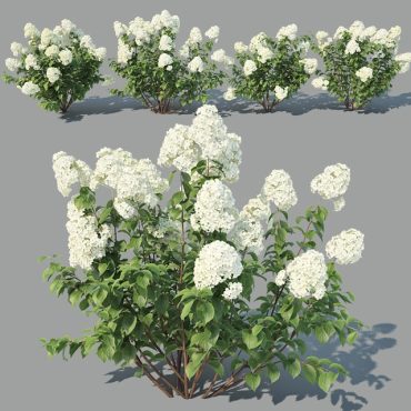 مدل سه بعدی گل فضای باز 101 مدل سه بعدی گل فضای باز 101