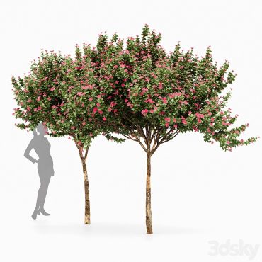 مدل سه بعدی درخت 170 مدل سه بعدی درخت 170