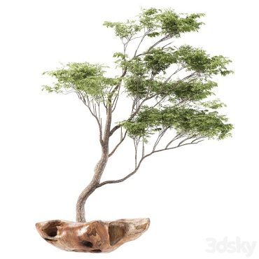 مدل سه بعدی گل و گلدان آپارتمانی 680