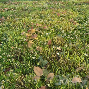 مدل سه بعدی چمن 126 مدل سه بعدی چمن 126
