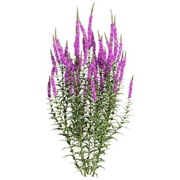 مدل سه بعدی گل فضای باز 111 مدل سه بعدی گل فضای باز 111
