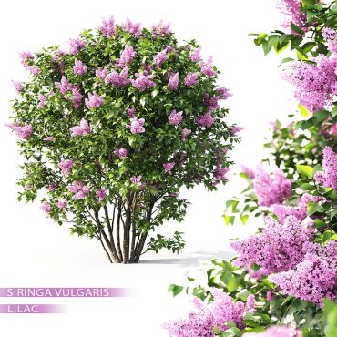 مدل سه بعدی درخت تزیینی 166 مدل سه بعدی درخت تزیینی 166