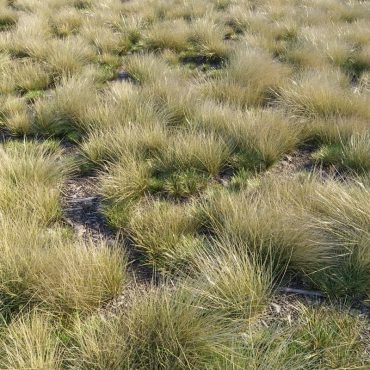 مدل سه بعدی چمن 155 مدل سه بعدی چمن 155
