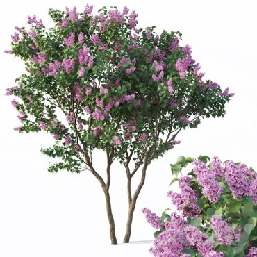 مدل سه بعدی درخت تزیینی 201 مدل سه بعدی درخت تزیینی 201
