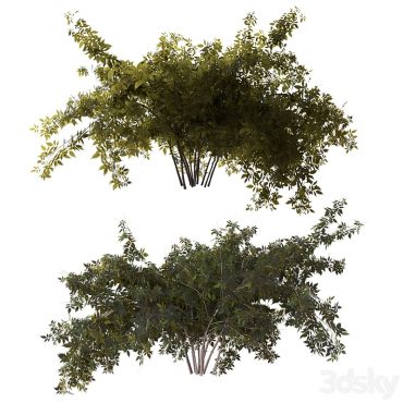 مدل سه بعدی درخت تزیینی 189 مدل سه بعدی درخت تزیینی 189