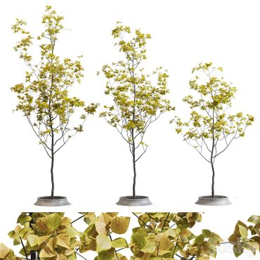 مدل سه بعدی درخت 225 مدل سه بعدی درخت 225
