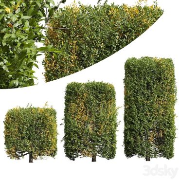 مدل سه بعدی درخت 227 مدل سه بعدی درخت 227
