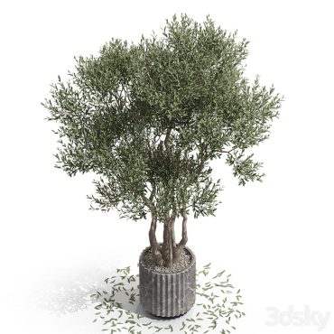 مدل سه بعدی گل آپارتمانی 117 مدل سه بعدی گل آپارتمانی 117