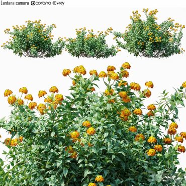 مدل سه بعدی گل آپارتمانی 880 مدل سه بعدی گل آپارتمانی 880
