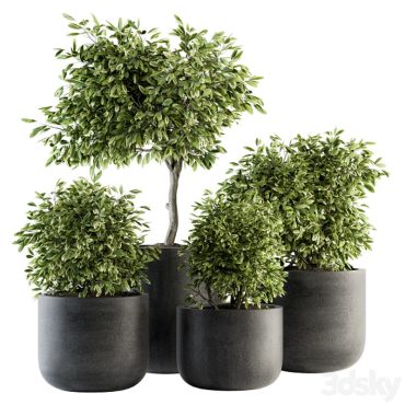 مدل سه بعدی گل آپارتمانی 875 مدل سه بعدی گل آپارتمانی 875