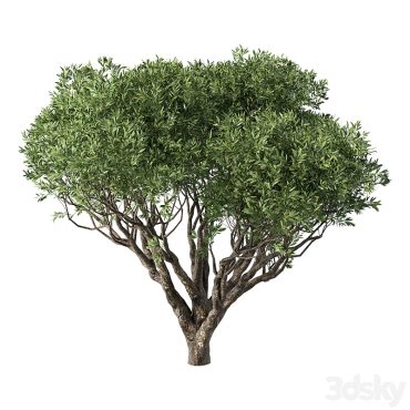 مدل سه بعدی درخت 303 مدل سه بعدی درخت 303